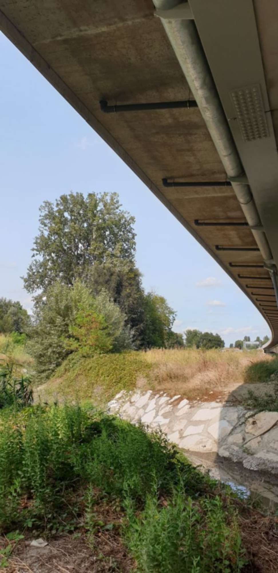 Pioppo bianco_Sissa Trecasali_Viarolo_(47)